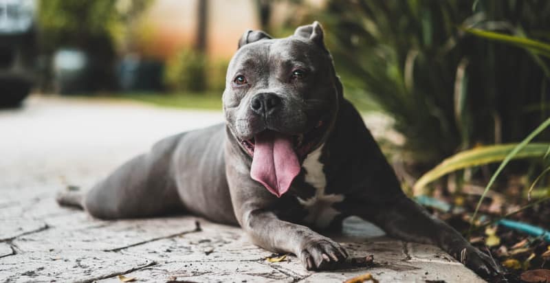 Dark-haired Pit Bull dog lies on its belly with its pink tongue hanging out while outdoors by a green plant