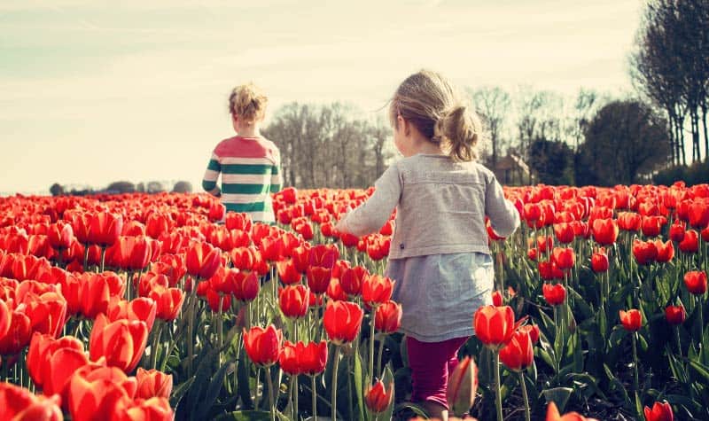 Two young girls walk through a field of red tulips