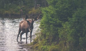 Brown reindeer in the wild standing in a river next to a cluster of greenery